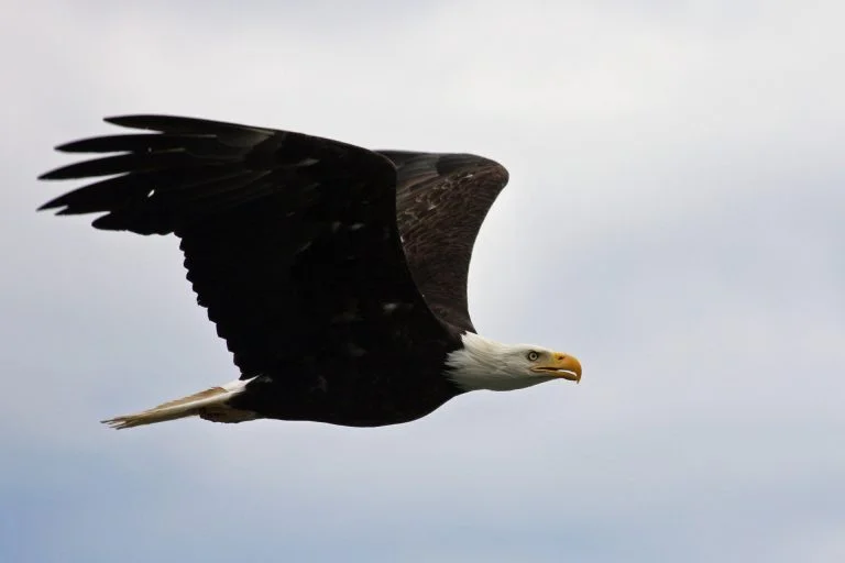 EAGLE EYE: REAL REQUIREMENTS